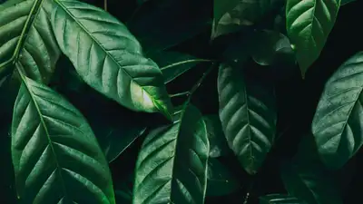 Казахстан и Азербайджан будут сотрудничать в сфере защиты растений – Токаев подписал указ, фото - Новости Zakon.kz от 15.03.2023 17:08