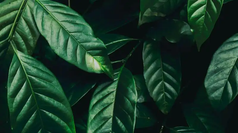 Казахстан и Азербайджан будут сотрудничать в сфере защиты растений – Токаев подписал закон