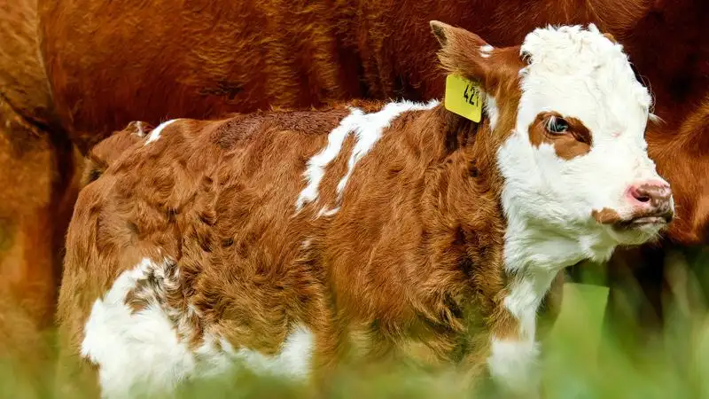 Теленок с двумя головами родился в Актюбинской области