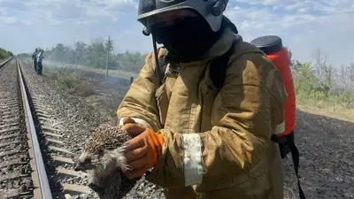 спасли ежика, фото - Новости Zakon.kz от 01.07.2023 17:47