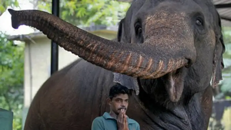 Слоны любят "ушами", выяснили ученые