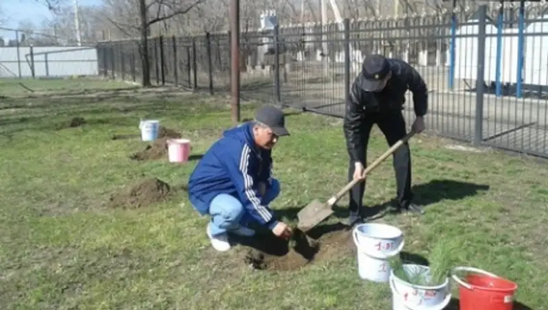 В Уральске виновным в спиле дуба присудили посадить новые деревья