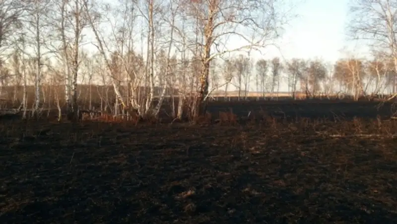 Сварочные работы привели к лесному пожару в Северном Казахстане