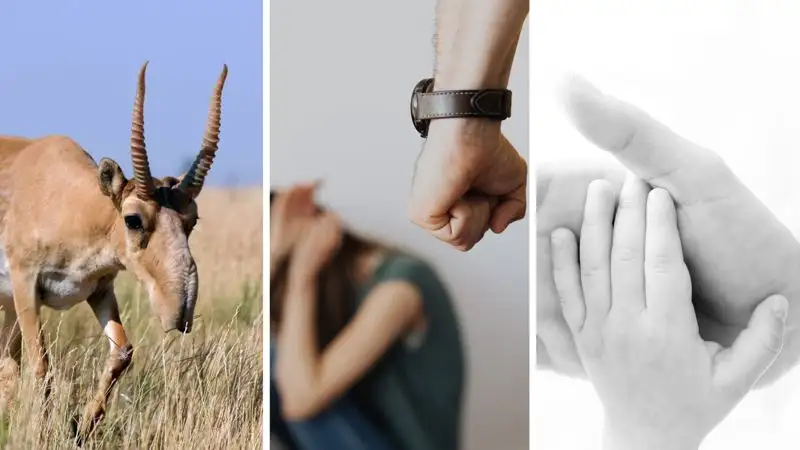 Главное к утру: консервы из сайги, реестр абьюзеров и подробности убийства малыша отчимом