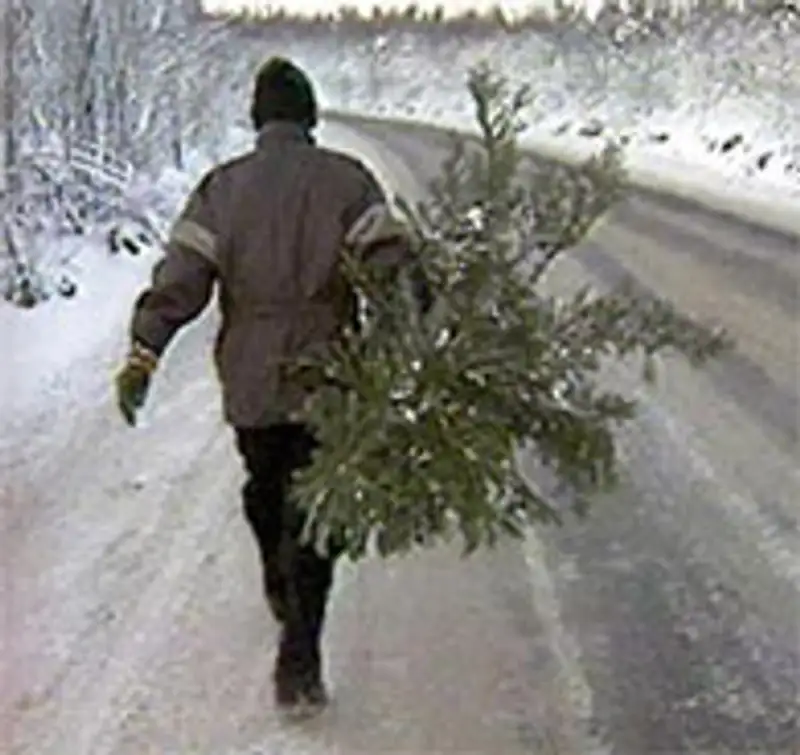 Полицейские Петропавловска разыскивают неизвестного, укравшего елку возле одного из магазинов города, фото - Новости Zakon.kz от 07.12.2011 16:14