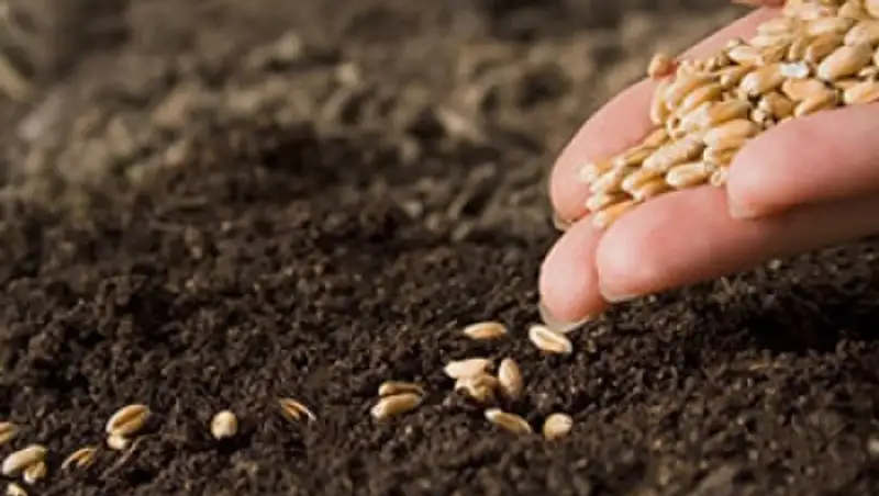 Весенние полевые работы начались на юге Казахстана