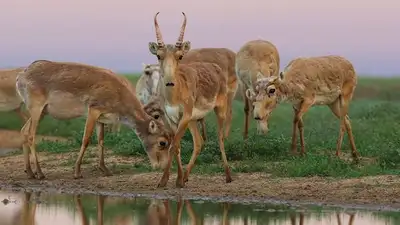 Фермеры: сайгаки вытоптали миллион гектаров пастбищ в ЗКО , фото - Новости Zakon.kz от 04.08.2023 08:28