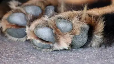 Pixabay, фото - Новости Zakon.kz от 04.01.2021 11:50