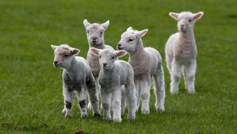 Массовая гибель ягнят произошла в Атырауской области