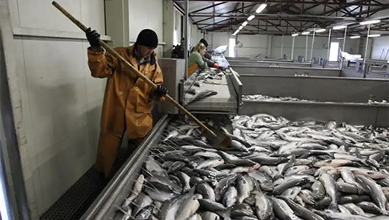 В Кызылорде обсудили производство рыбной продукции, фото - Новости Zakon.kz от 16.11.2013 20:00