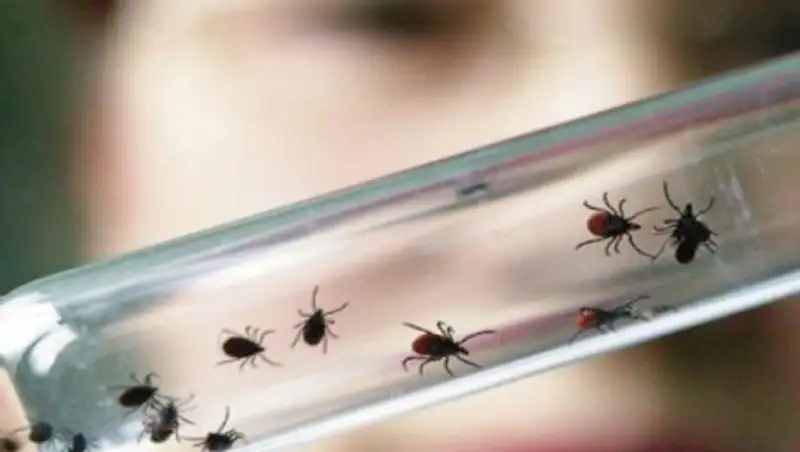 Тысячи казахстанцев уже пострадали от укусов клещей