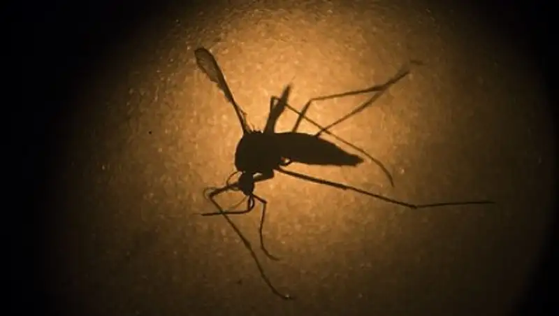 На Каймановых островах выпустят комаров-мутантов для борьбы с вирусом Зика