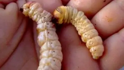 Zakon.kz, фото - Новости Zakon.kz от 08.12.2015 21:02