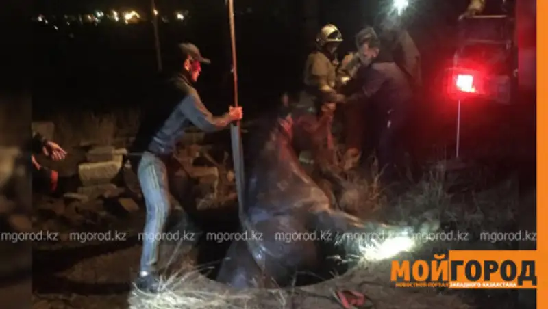 Актюбинские спасатели вытащили лошадь из септика