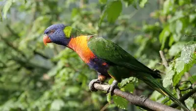 Pixabay, фото - Новости Zakon.kz от 04.06.2020 12:51