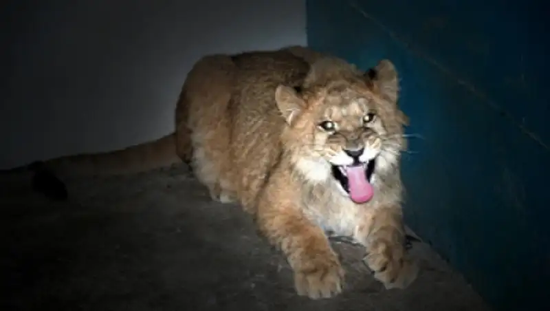 В Алматинском зоопарке появился львенок Хамзат