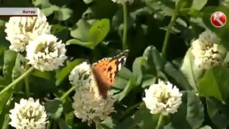 В Актау наблюдается невиданное нашествие бабочек