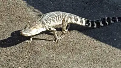 Zakon.kz, фото - Новости Zakon.kz от 25.07.2015 20:42