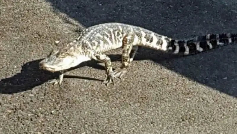 В центре Нью-Йорка "задержан" переходивший дорогу аллигатор