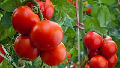 Zakon.kz, фото - Новости Zakon.kz от 26.10.2016 19:07