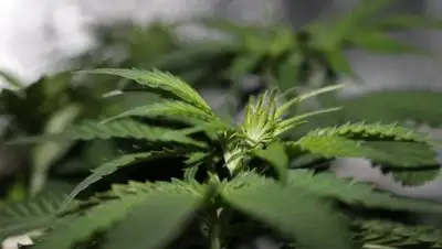 Pixabay, фото - Новости Zakon.kz от 01.02.2019 12:49