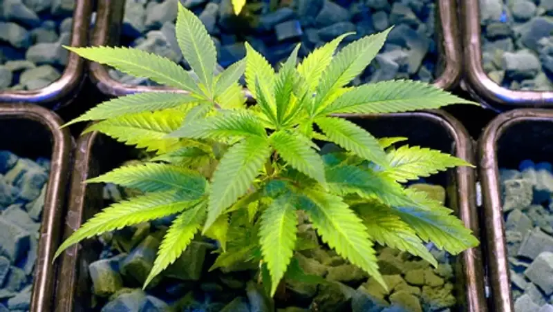 В Латвии хотят легализовать марихуану