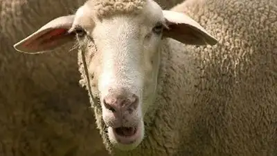 Zakon.kz, фото - Новости Zakon.kz от 17.10.2014 23:05