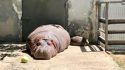 Как переносят жару животные в зоопарке Алматы , фото - Новости Zakon.kz от 13.07.2023 18:06