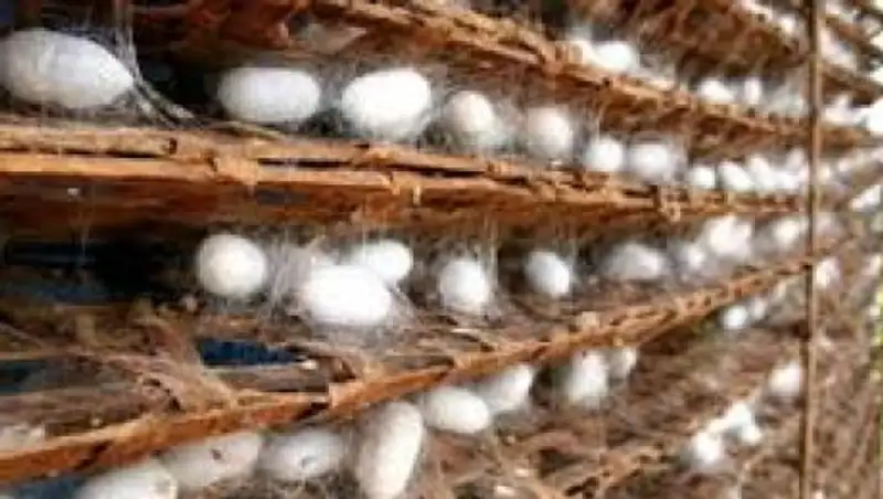 Шымкенттік к&#1241;сіпкер жібек &#1179;&#1201;ртын &#1257;сіруді &#1179;ол&#1171;а алды