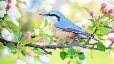 pixabay.com, фото - Новости Zakon.kz от 01.05.2021 22:43