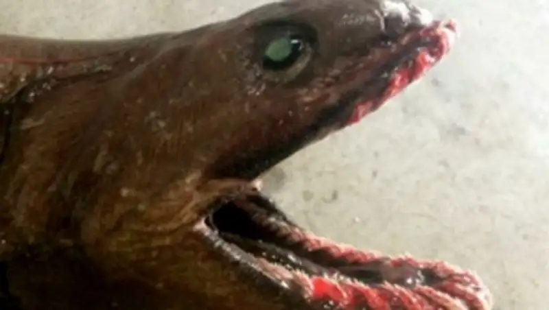 В Австралии поймали живое ископаемое - древнюю акулу с 300 зубами