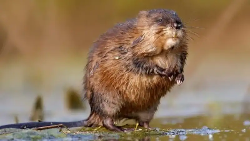 В Алматинской области браконьер охотился на ондатр