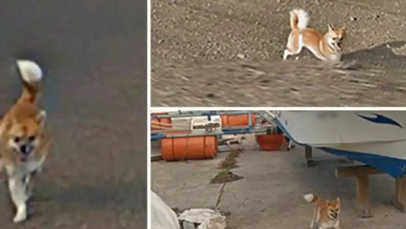 Собака испортила панораму Google Maps и прославилась