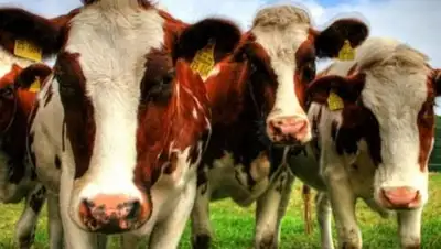 Zakon.kz, фото - Новости Zakon.kz от 25.09.2014 21:48