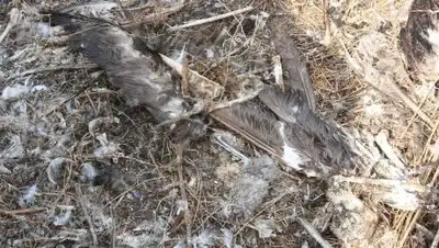 Pixabay, фото - Новости Zakon.kz от 21.10.2020 23:34