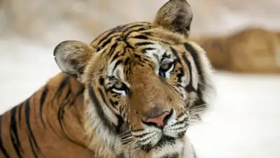 Zakon.kz, фото - Новости Zakon.kz от 18.05.2015 18:17