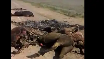 Zakon.kz, фото - Новости Zakon.kz от 26.05.2017 19:05