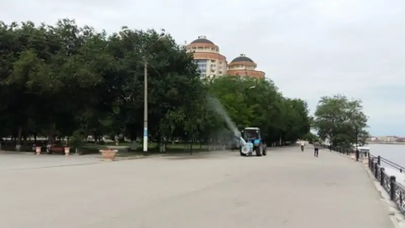 На борьбу с листоедом в Атырау выделили 16 млн. тенге 