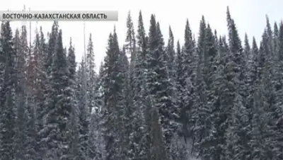 Zakon.kz, фото - Новости Zakon.kz от 11.12.2014 15:25