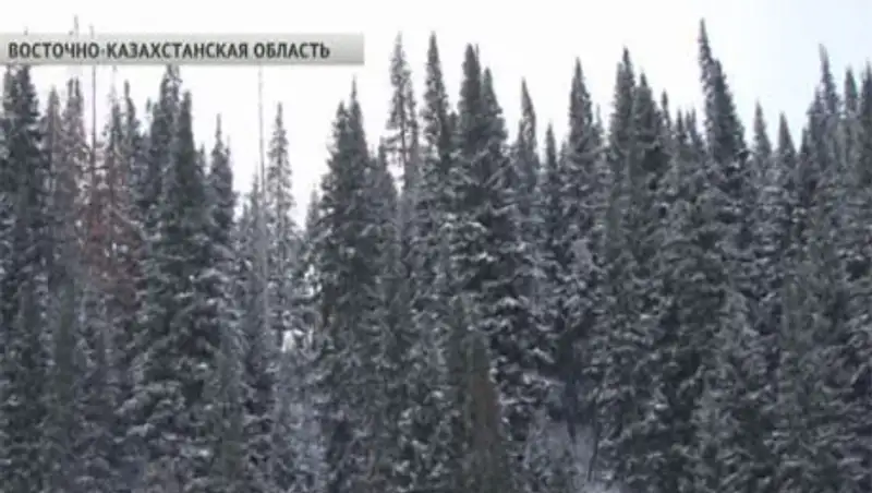 Лесники просят отменить мораторий на вырубку хвойных деревьев