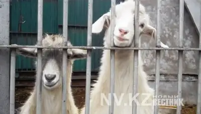 Zakon.kz, фото - Новости Zakon.kz от 28.10.2015 17:14