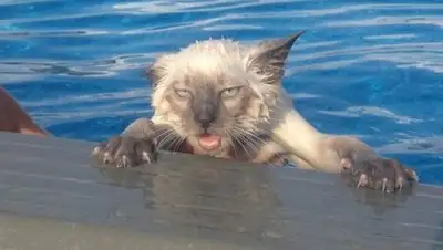 RoomIdea, фото - Новости Zakon.kz от 25.03.2018 21:41