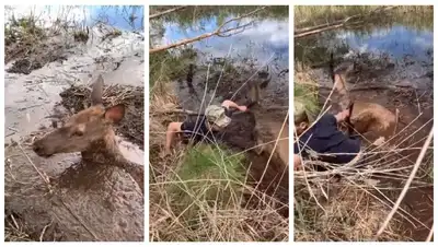 спасение оленя в нацпарке, фото - Новости Zakon.kz от 07.06.2022 16:52