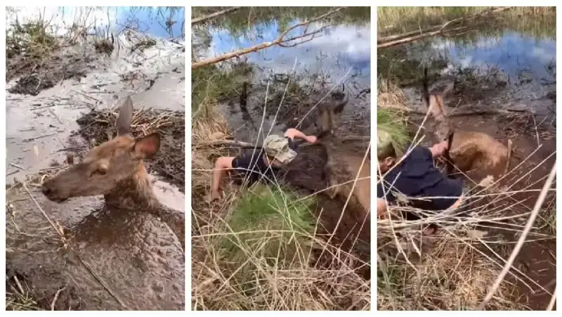 «Молодцы»: застрявшего в болоте оленя спасли в нацпарке «Бурабай»