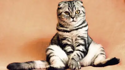 pixabay, фото - Новости Zakon.kz от 14.04.2019 06:18