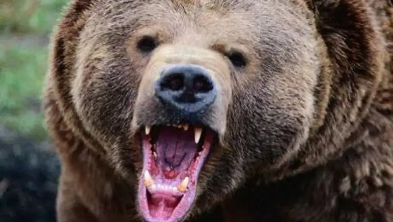 Жителей Катон-Карагайского района ВКО терроризирует медведь