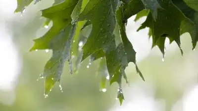 pixnio.com, фото - Новости Zakon.kz от 16.06.2021 17:03