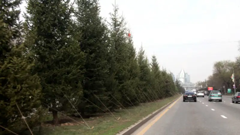 В Алматы в эти выходные высадят более 6 тысяч деревьев