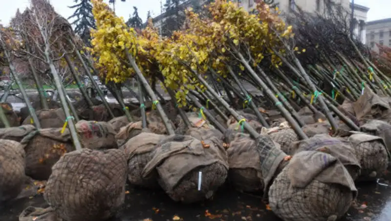 В Алматы не прижившиеся на улице Панфилова саженцы заменят осенью