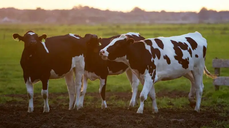 Революция на тарелке. Что думают об отказе от мяса в Казахстане и мире